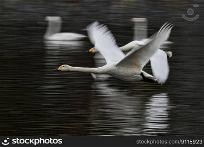 bird swan pond lake natural