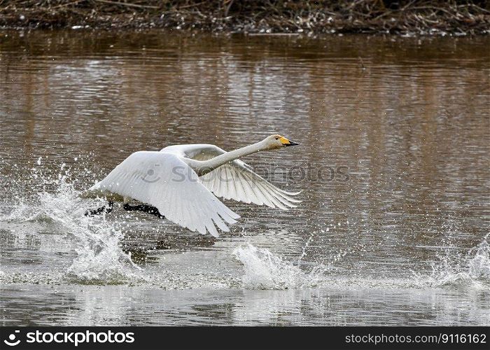 bird swan river wings waterfowl