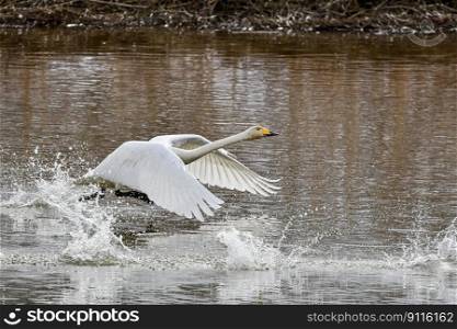bird swan river wings waterfowl