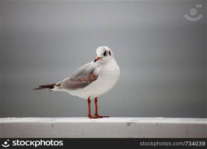 bird tern nature outdoor animal