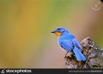 bird tickell s blue flycatcher