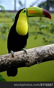bird toucan beak exotic tropical