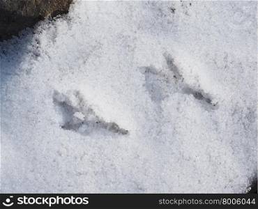 bird tracks in the snow