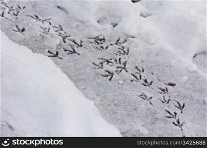 bird trail in the snow, horizontal shot
