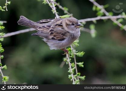 bird true sparrow ornithology