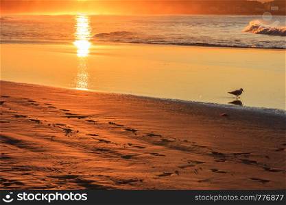 Bird wading in the sea at sunset on Coolangatta beach, Gold Coast, Queensland, Australia