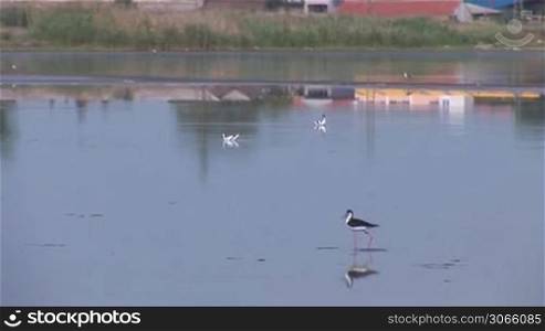 Bird walks on water