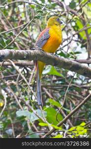 Bird watching in forest, Orange-breasted Trogon &#xA;in nature