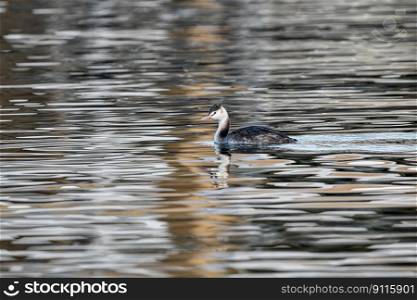 bird waterfowl lake animal sea