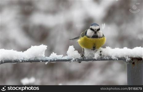 bird winged snow sinitiainen