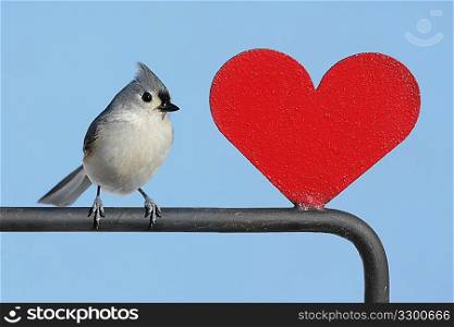 Bird With Heart