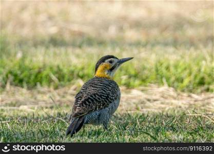 bird woodpecker ornithology species