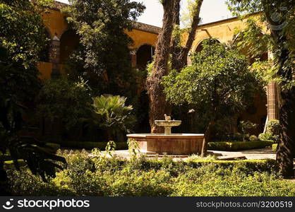 Birdbath in the garden, Mexico