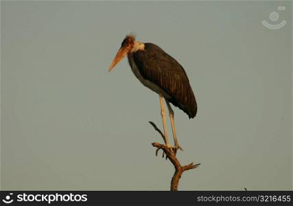 Birds - Africa