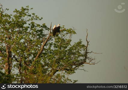 Birds - Africa