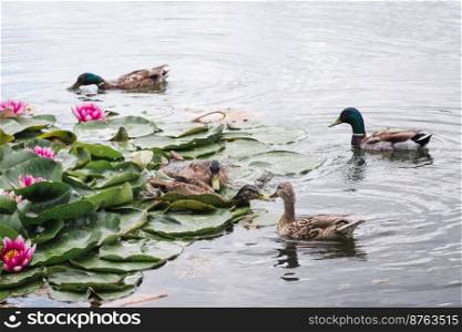 Birds and animals in wildlife concept. A flock of wild ducks is looking for food among a beautiful water lily. Several mallards swim in the lake among the lotuses.