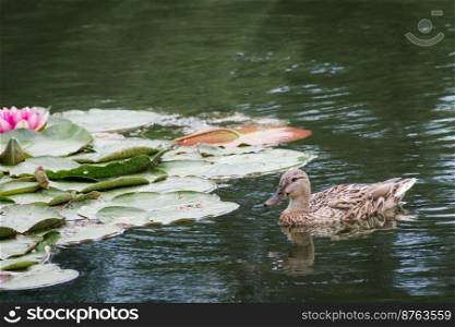 Birds and animals in wildlife concept. Female mallard duck swimming on the pond among beautiful water lilies. Amazing wild duck swims in lake or river with blue water