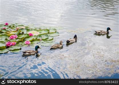 Birds and animals in wildlife concept. Flocks of mallards swim in a pond among beautiful water lilies. A female and three drake wild ducks swim in a lake or river with blue water.