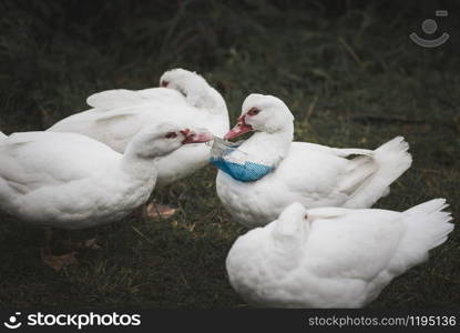 Birds and plastic waste context with a white duck trying to liberate another duck from a plastic bag. Plastic waste on a birds neck. Plastic problem.