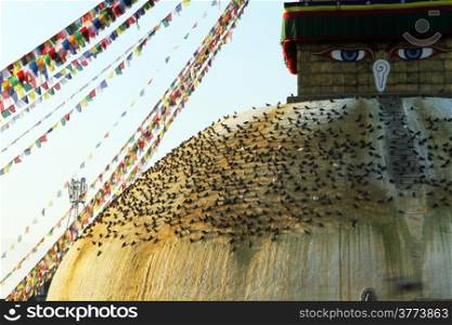 Birds and stupa Bodnsth in Kathmandu, Nepal