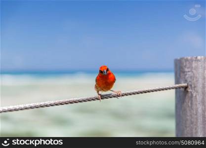 birds and wildlife concept - red fody sitting on rope at seaside. red fody sitting on rope at seaside