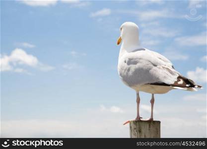 birds and wildlife concept - seagull on wooden post over blue sky background. seagull over sea and blue sky background