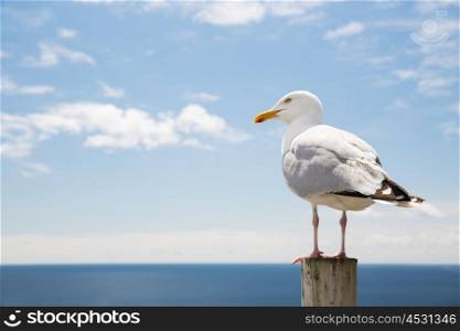 birds and wildlife concept - seagull on wooden post over sea blue sky landscape. seagull over sea and blue sky