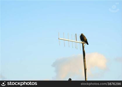 birds blue sky and aerial antenna
