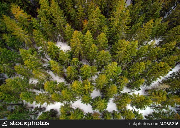 Birds eye vies of a forest, Tatra Mountains Poland.