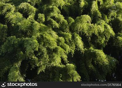 Birds eye view of green foliage of trees.