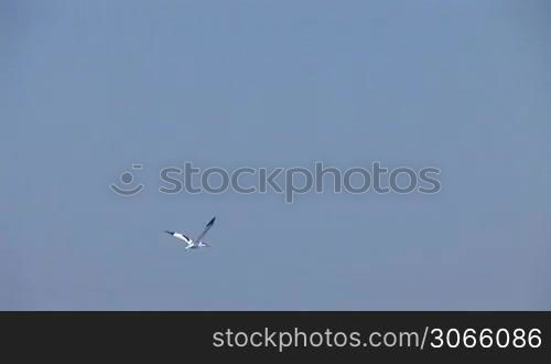 Birds fly over the water