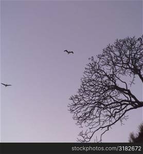 Birds flying above treetop