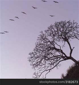Birds flying above treetop