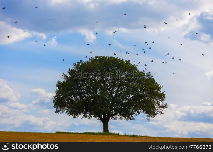 Birds flying around an oak tree on the horizon with blue sky and clouds