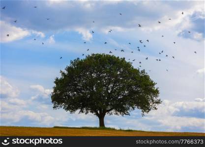 Birds flying around an oak tree on the horizon with blue sky and clouds