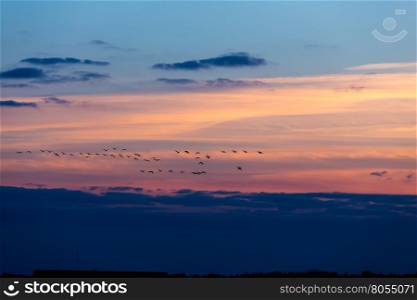 Birds flying in sunset against the evening sky