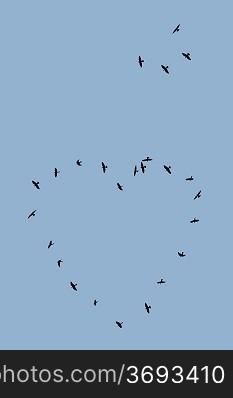 Birds flying in the shape of heart
