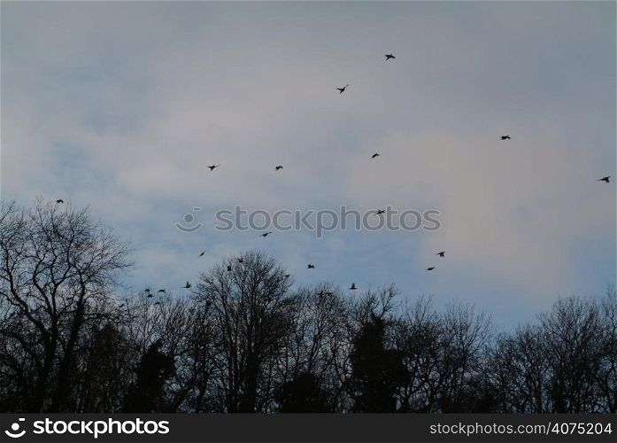 Birds flying in the sky during a shoot