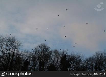 Birds flying in the sky during a shoot