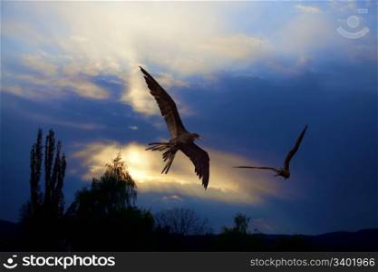 Birds flying in the sunset at Curacao
