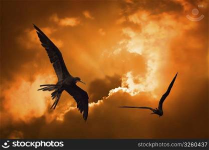 Birds flying in the sunset at Curacao. Birds in the sunset