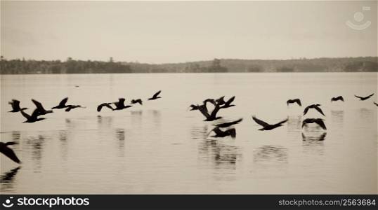 Birds flying low over the Lake of the Woods