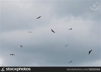 Birds flying on a cloudy day