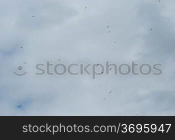 Birds flying on a cloudy day