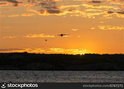 Birds flying over a lake at dusk, Kenora, Lake of The Woods, Ontario, Canada