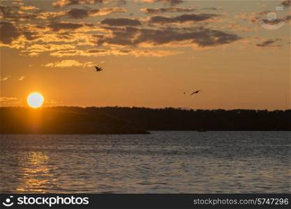 Birds flying over a lake at dusk, Kenora, Lake of The Woods, Ontario, Canada