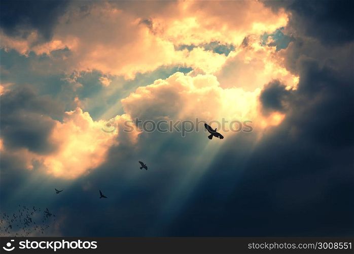 Birds flying to the light. Successful concept. Leadership and fellowship concept.