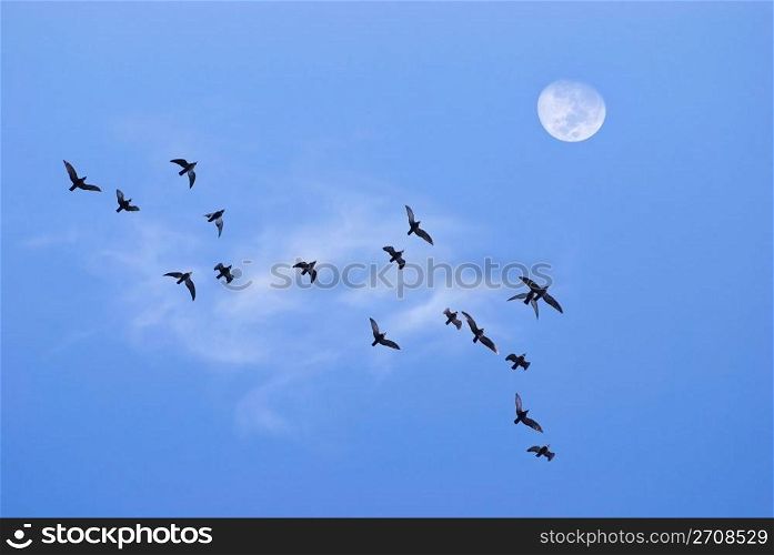 Birds flying toward the moon in the evening