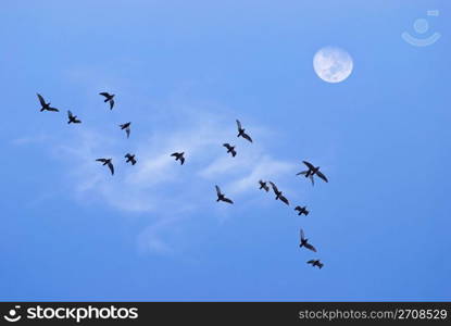 Birds flying toward the moon in the evening