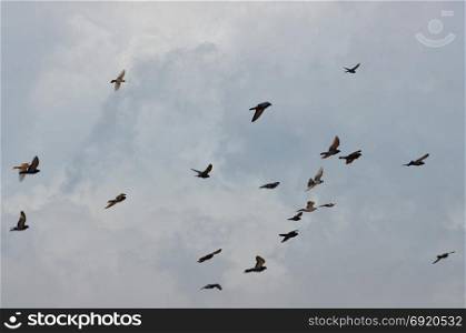 Birds flying under cloudy sky. Abstract background.